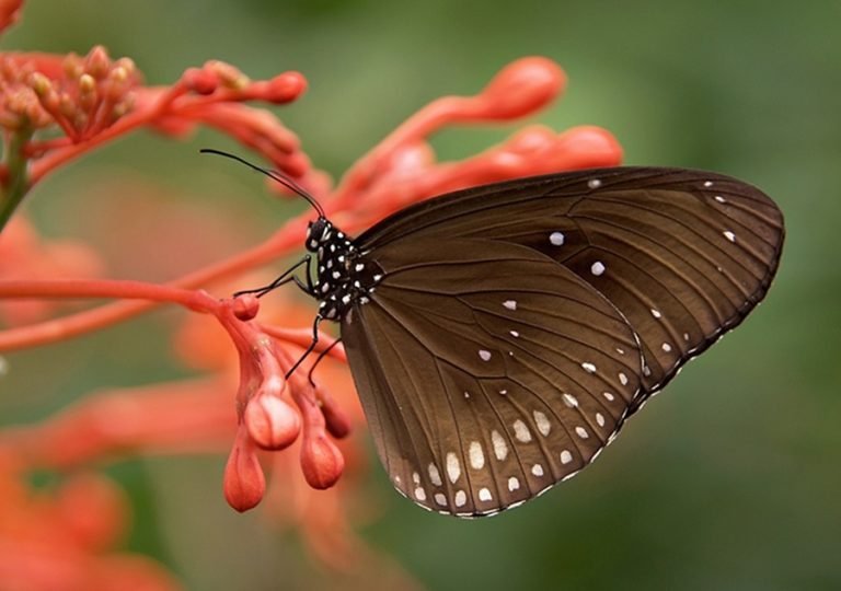 mariposa marron
